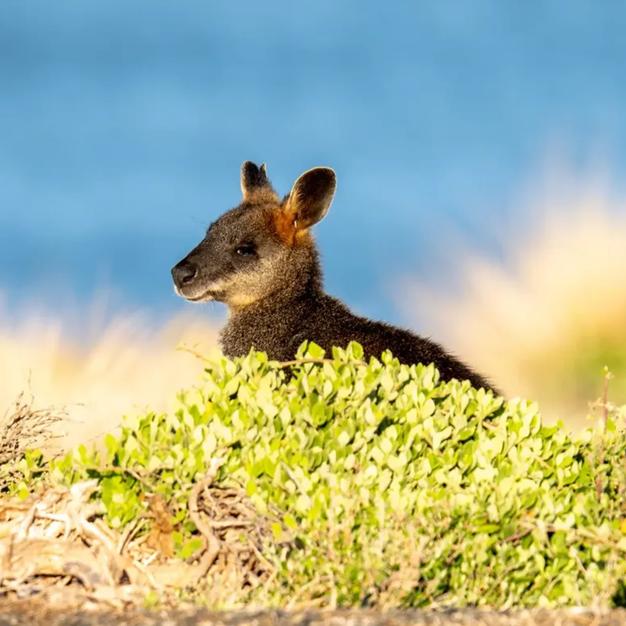 child wearing windproof jacket watching wildlife