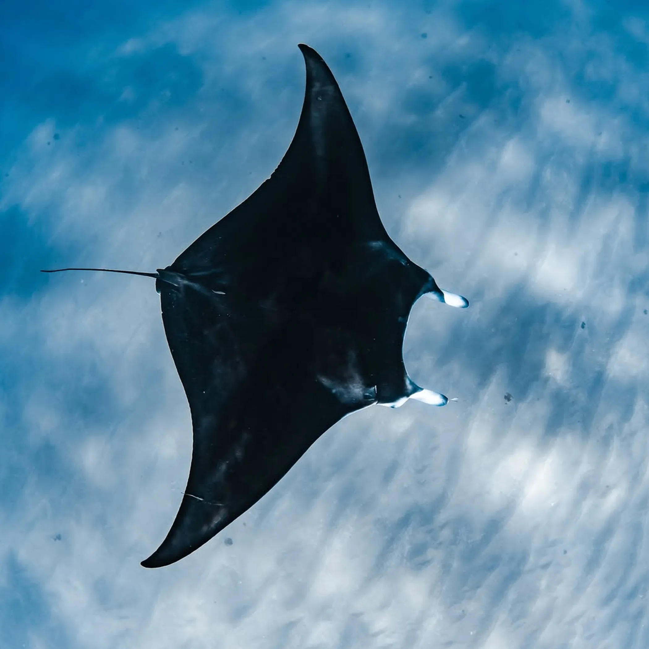 manta ray swimming near reef