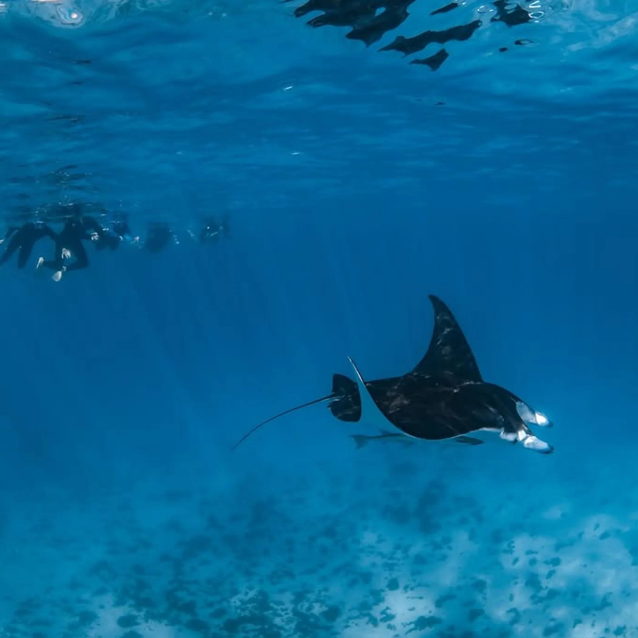 underwater marine life and snorkelers