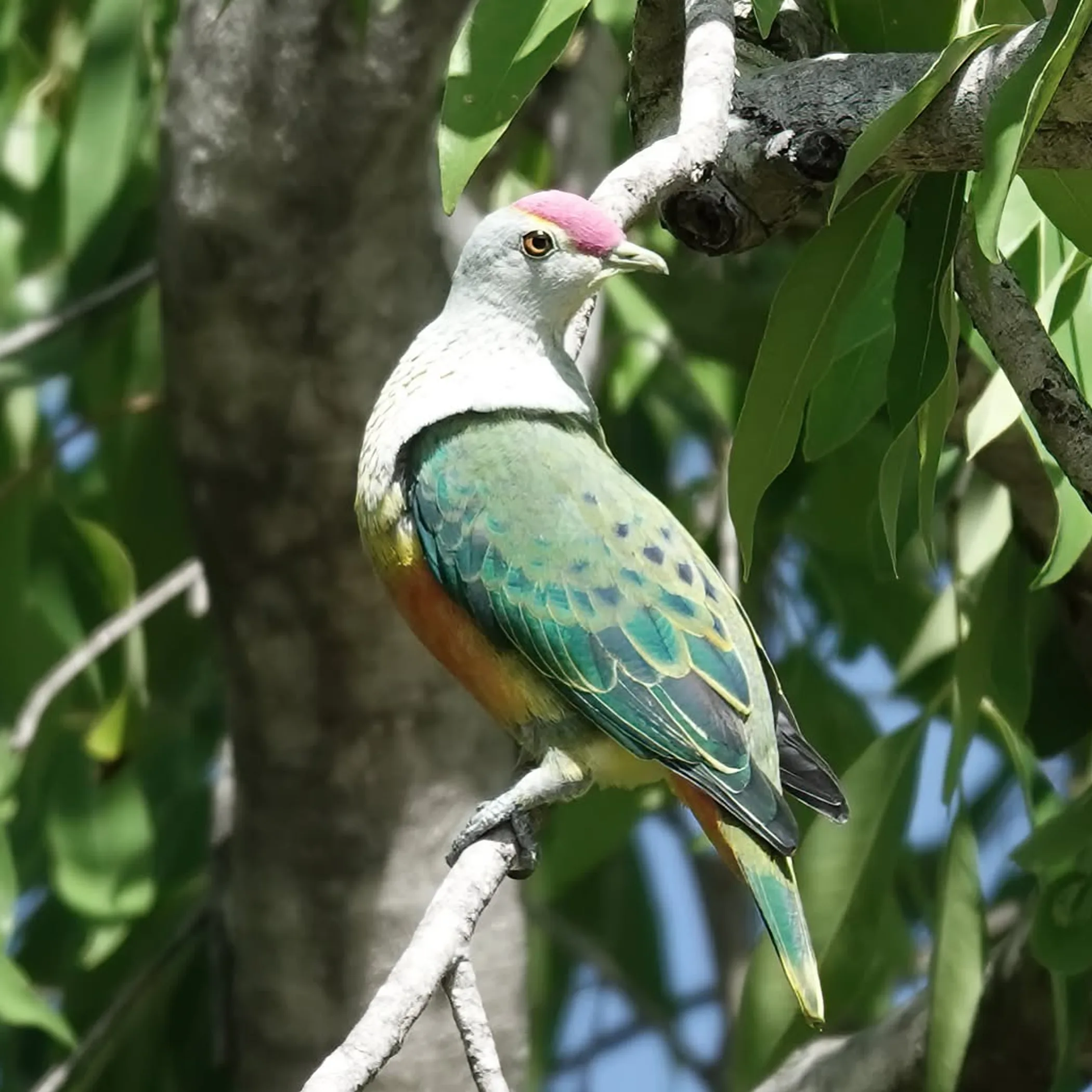 wildlife in kakadu national park