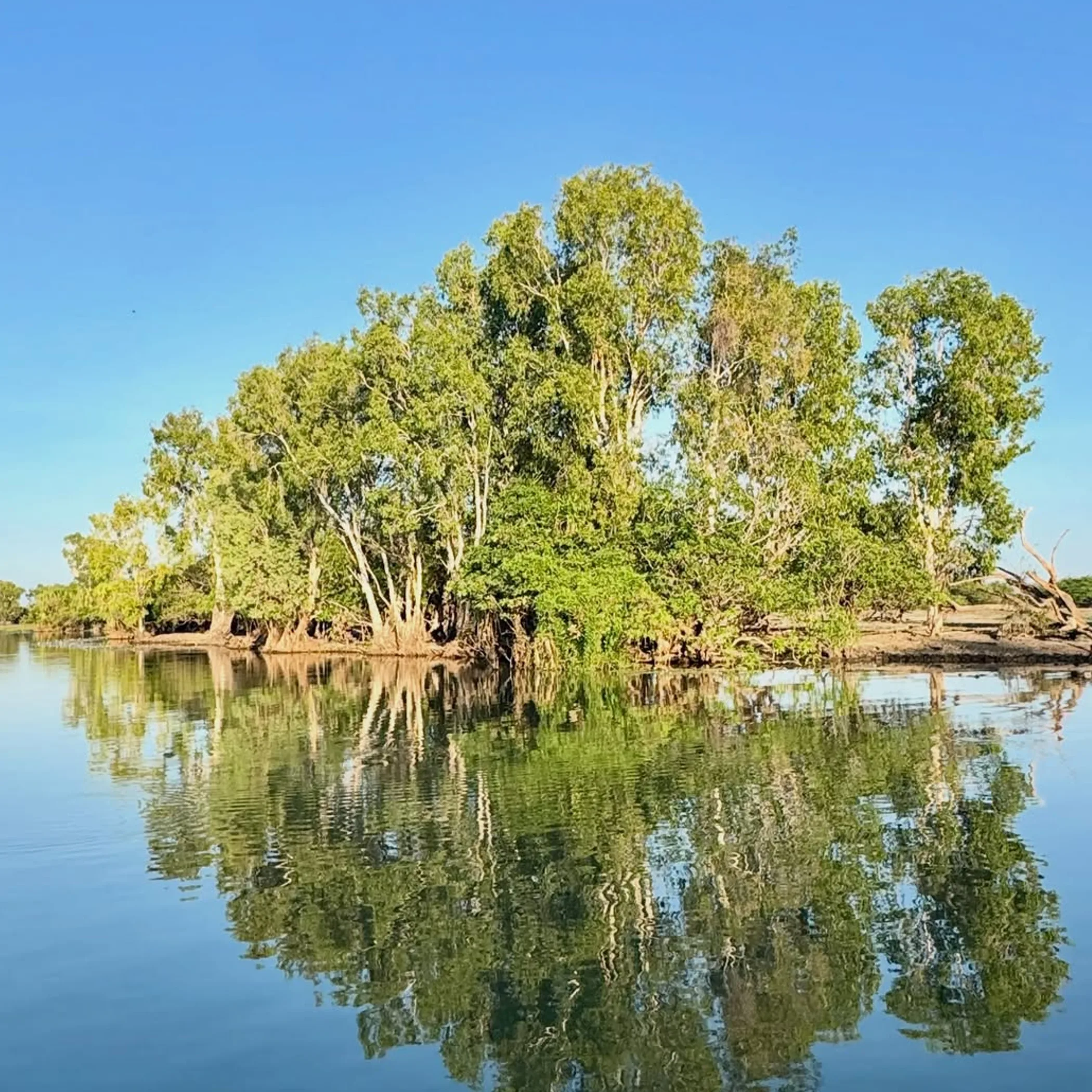 kakadu billabong landscape