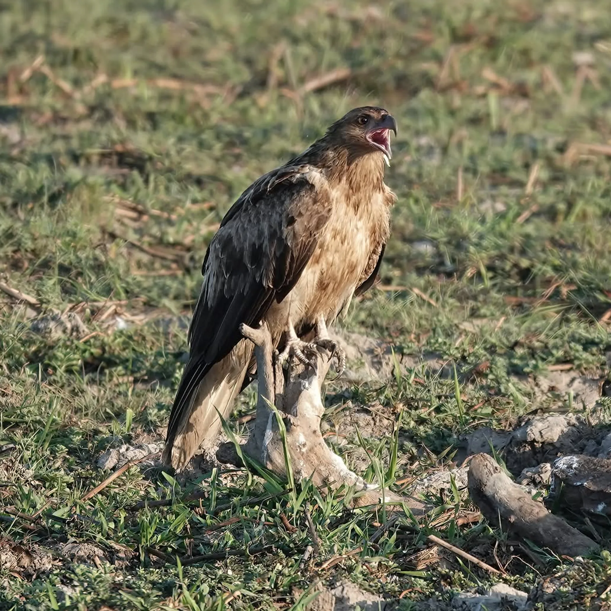 wildlife in kakadu national park