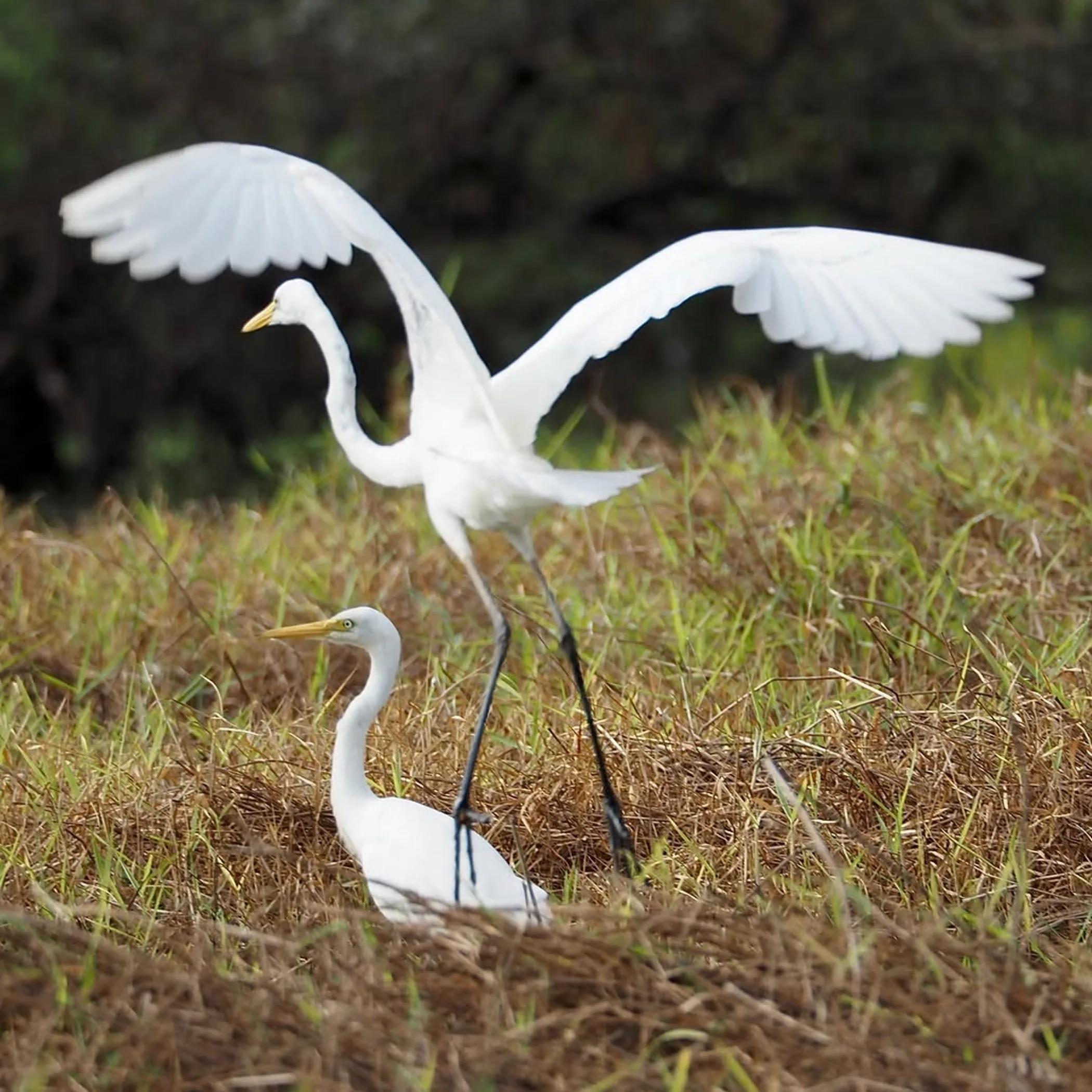 wildlife in kakadu national park