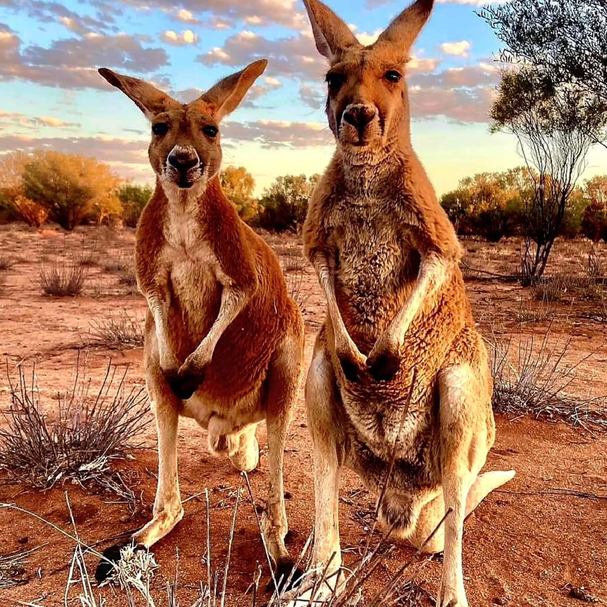 kangaroos in kakadu national park